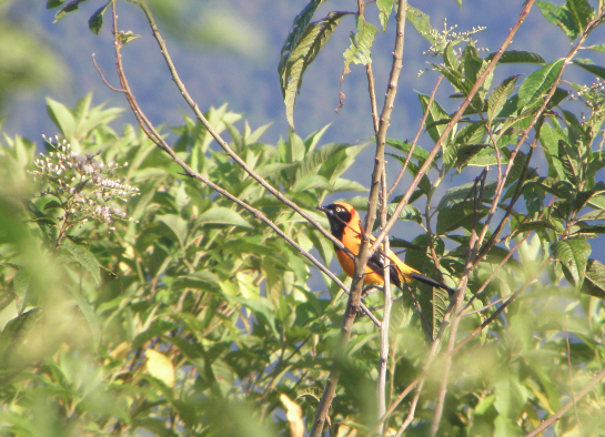 Orange-backed Troupial - ML29446391