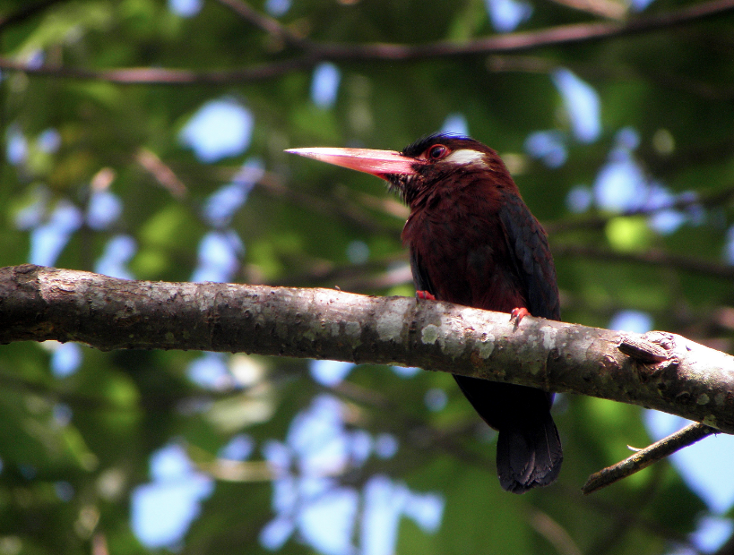 White-eared Jacamar - ML29446451