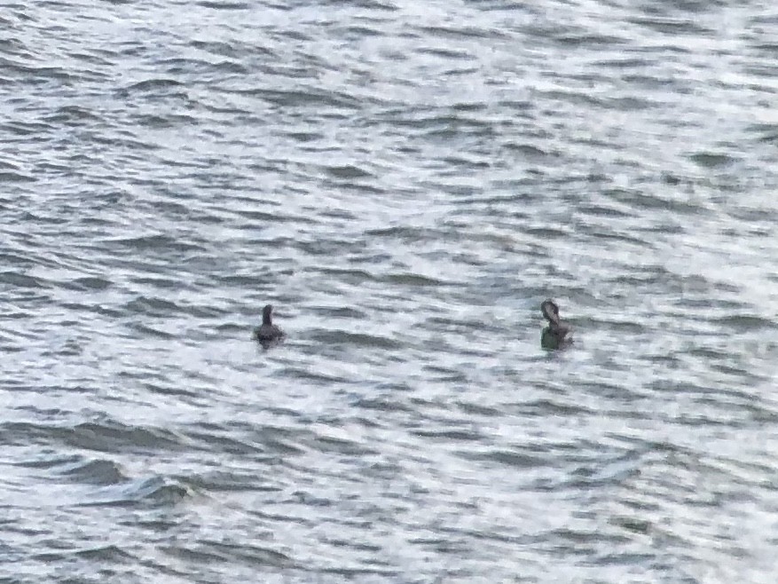 Red-throated Loon - Roger Muskat