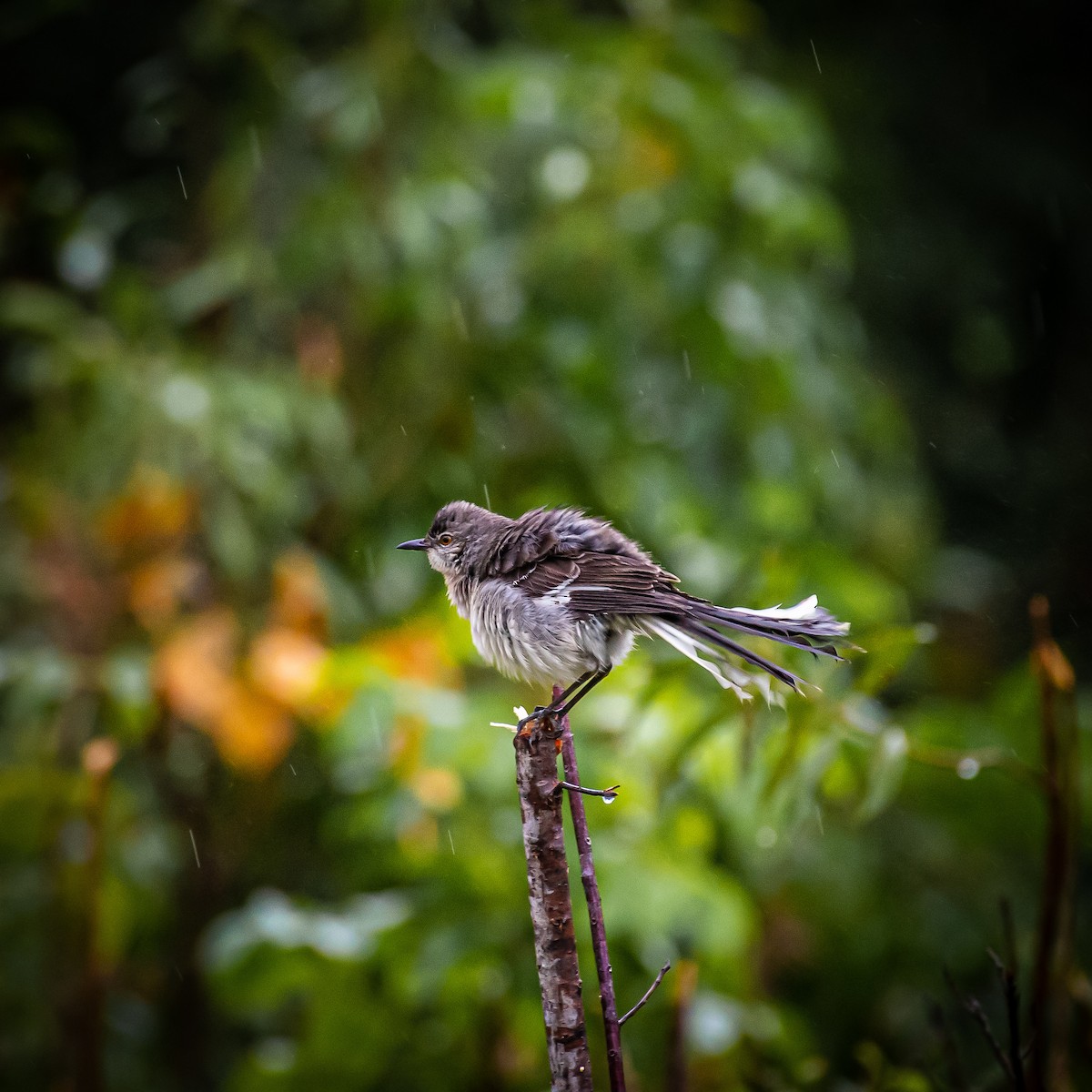 Northern Mockingbird - ML294467021