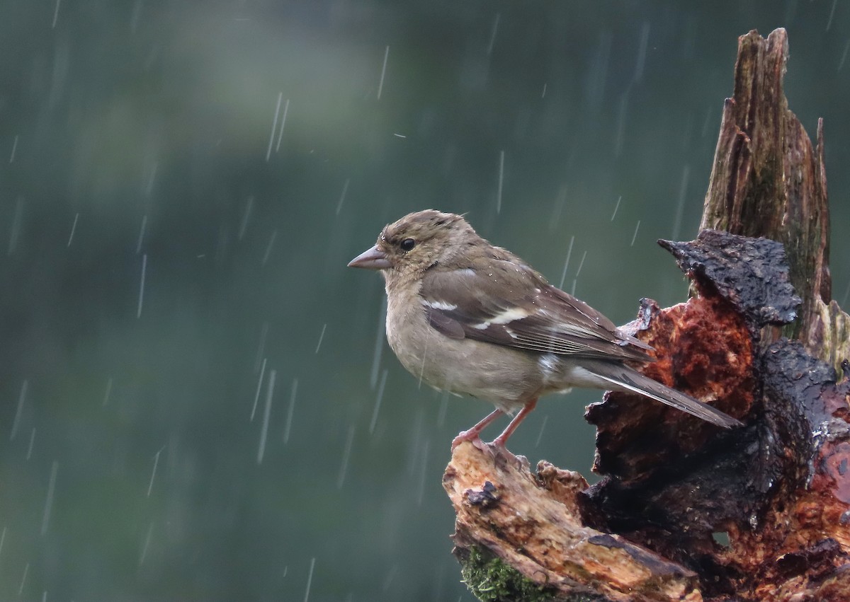 Common Chaffinch - ML294467901