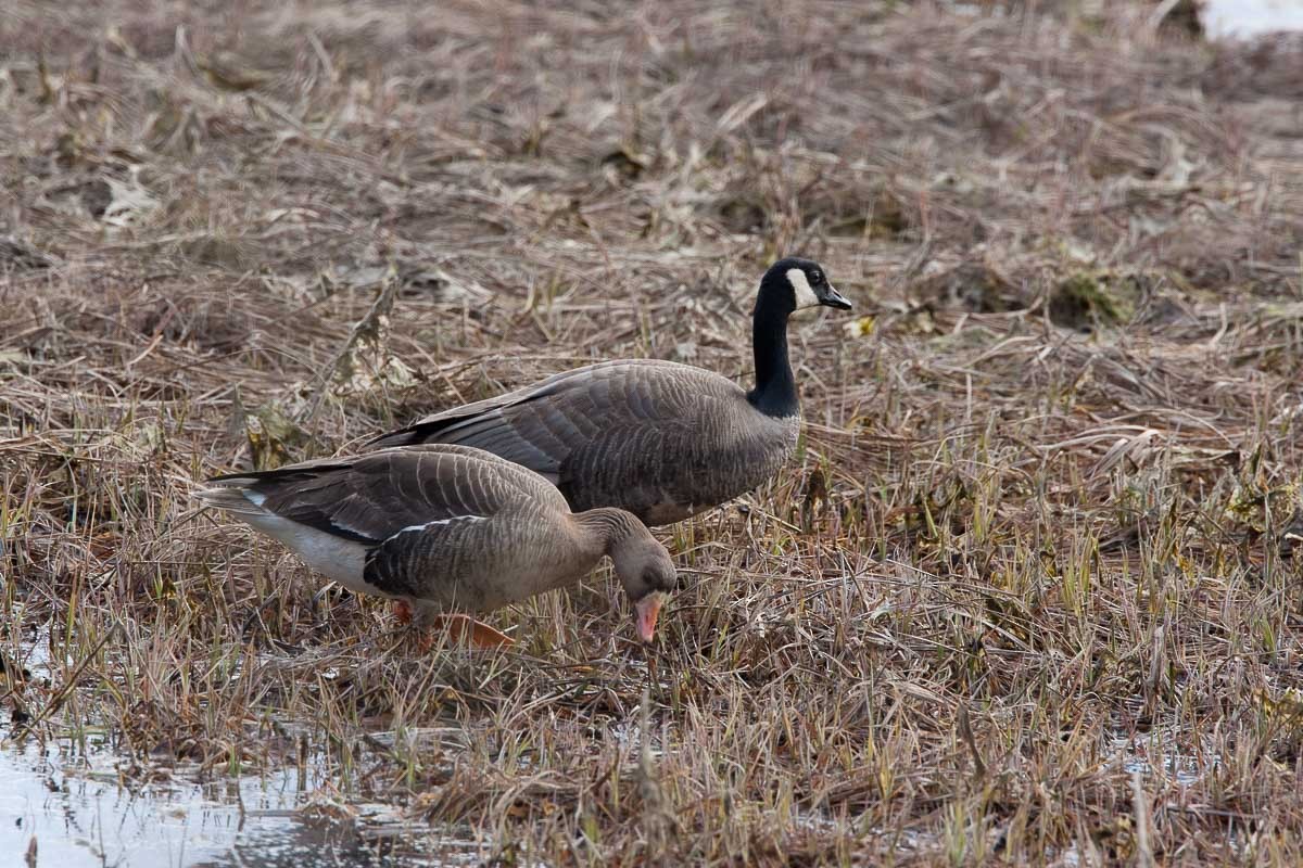 Canada Goose - ML294468321