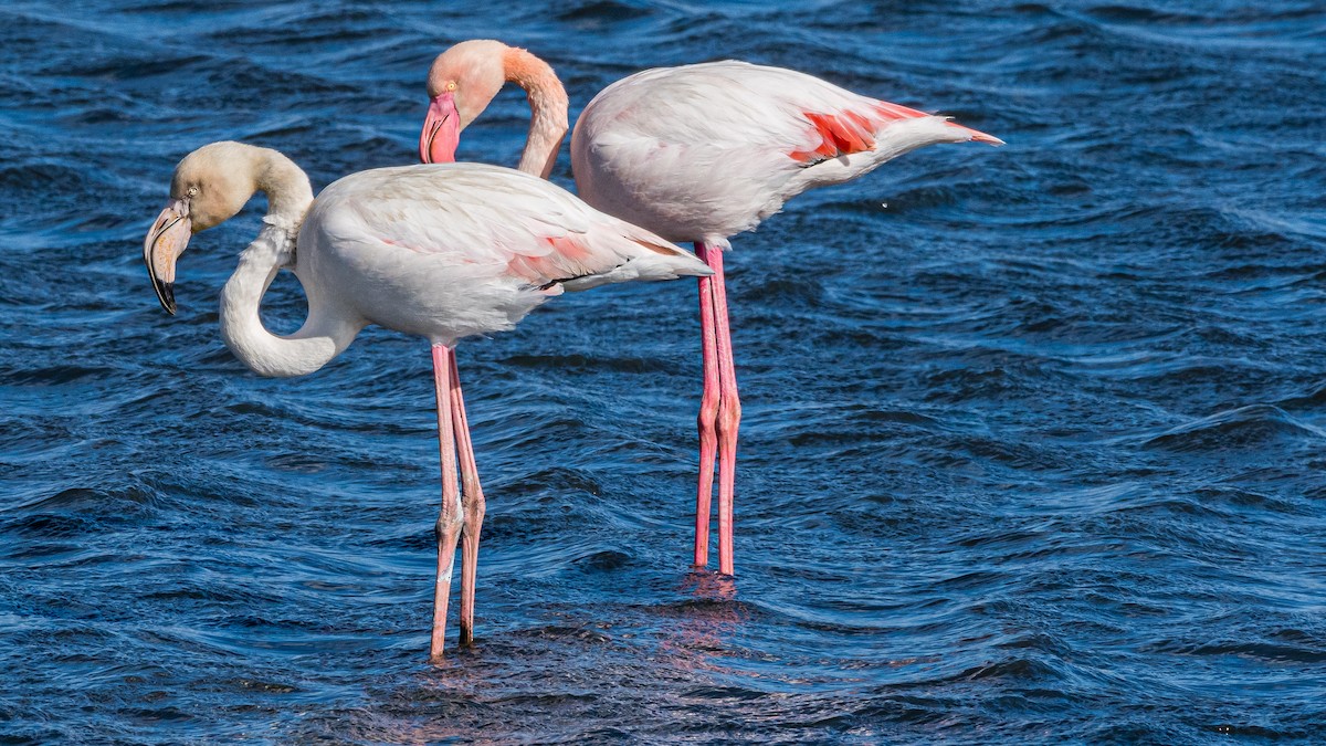 Greater Flamingo - ML294468541