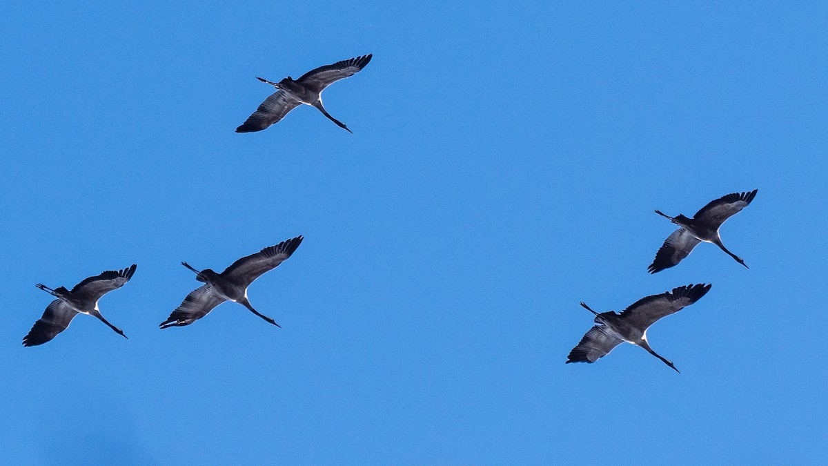 Grulla Común - ML294470591