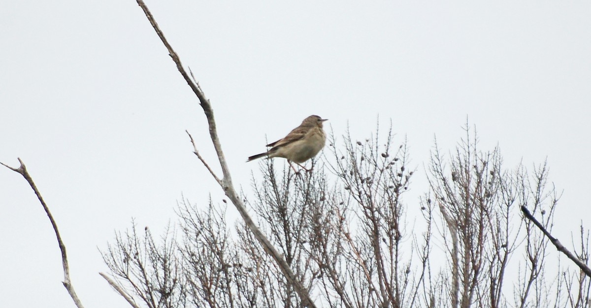 Tawny Pipit - ML294471591