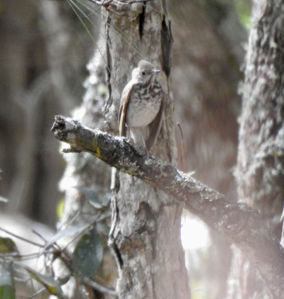 drozd rezavoocasý - ML294473261