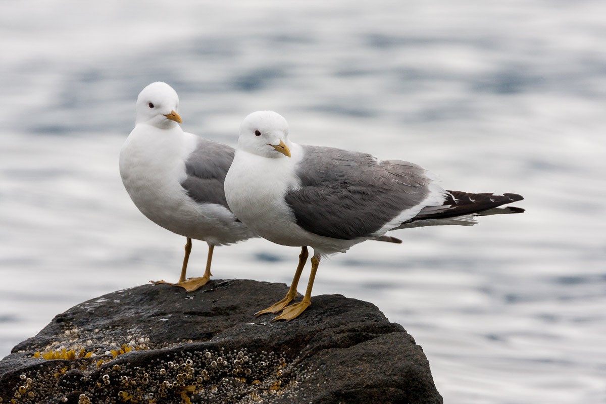 Short-billed Gull - ML294474281