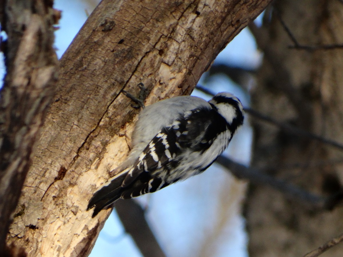 Hairy Woodpecker - ML294476801