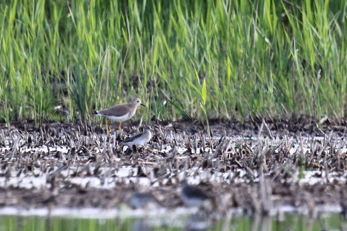 White-tailed Lapwing - ML294478781