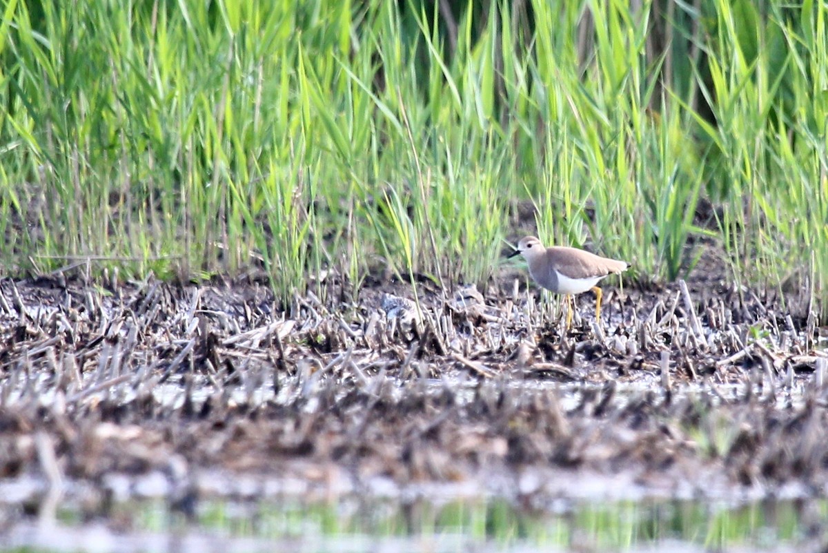 White-tailed Lapwing - ML294478811