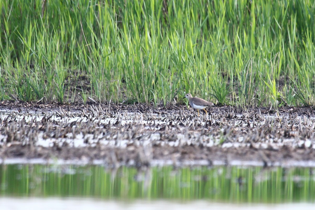 White-tailed Lapwing - ML294478821