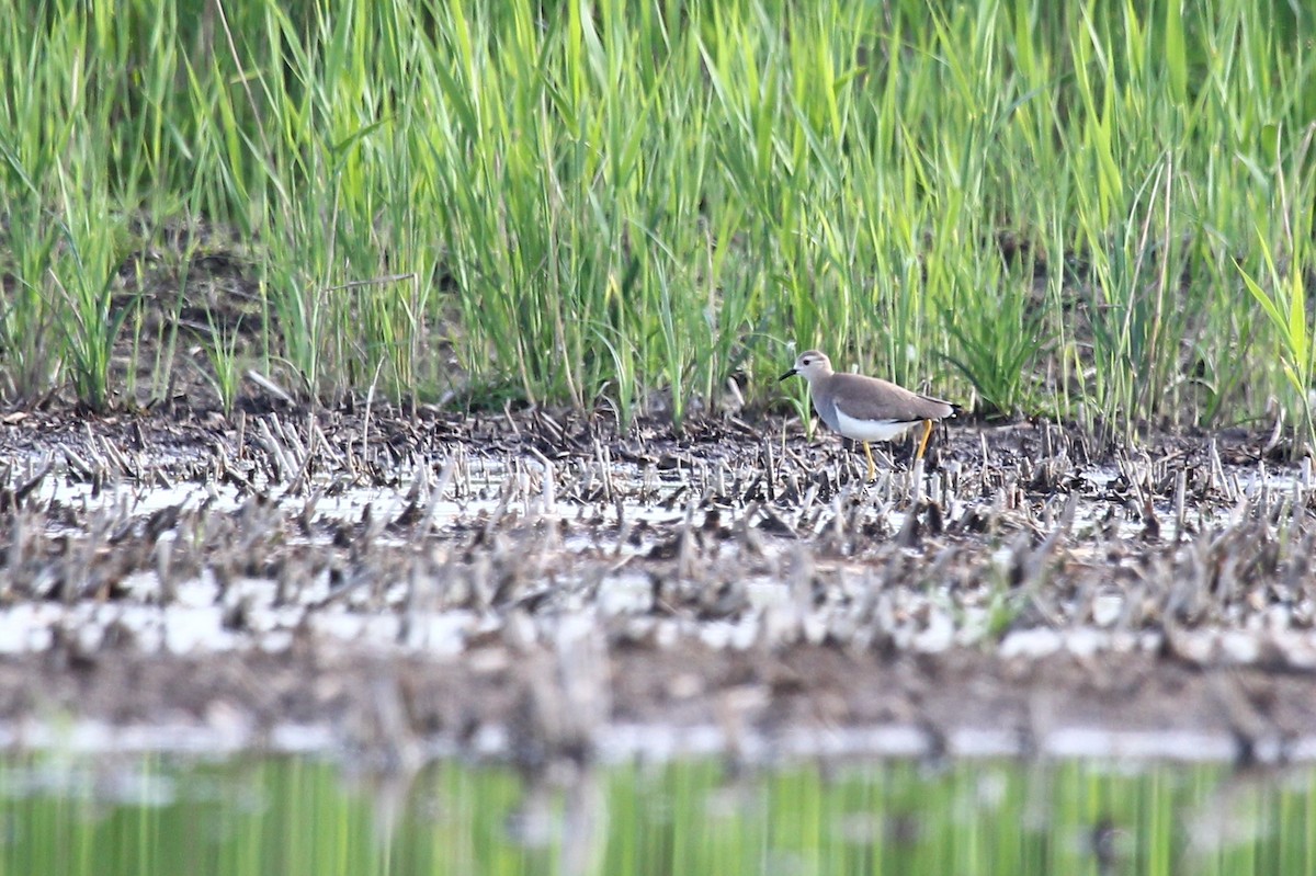 White-tailed Lapwing - ML294478851