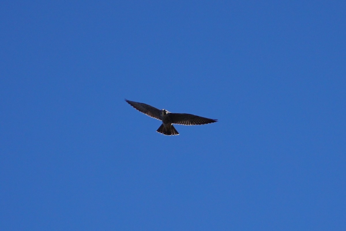 Peregrine Falcon - ML294480461