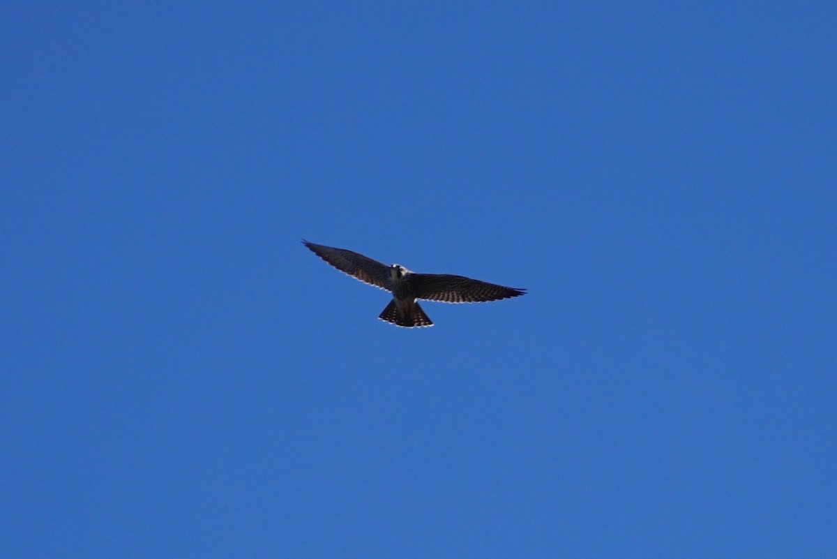 Peregrine Falcon - ML294480461