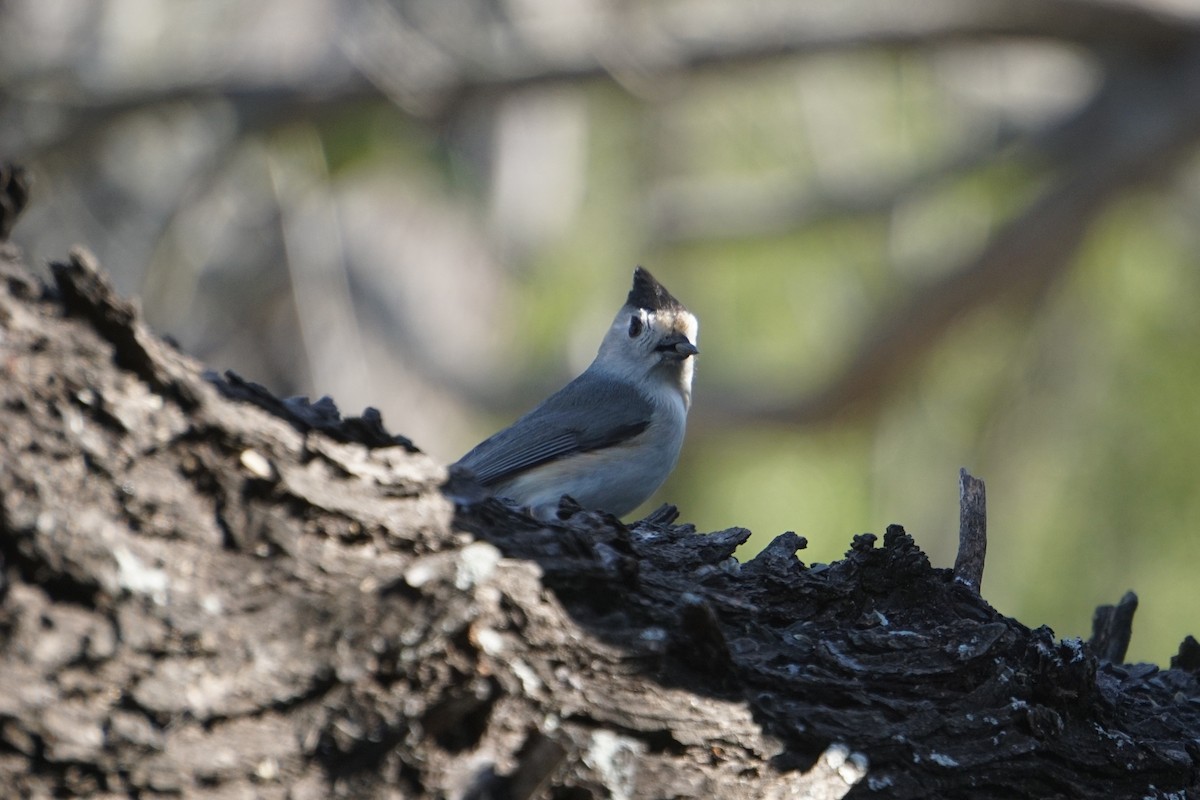 Black-crested Titmouse - ML294480551