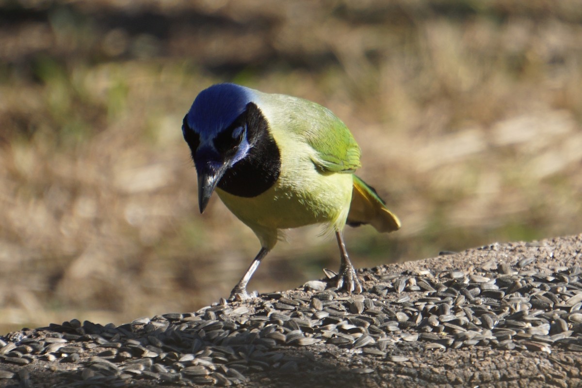 Green Jay - ML294480681
