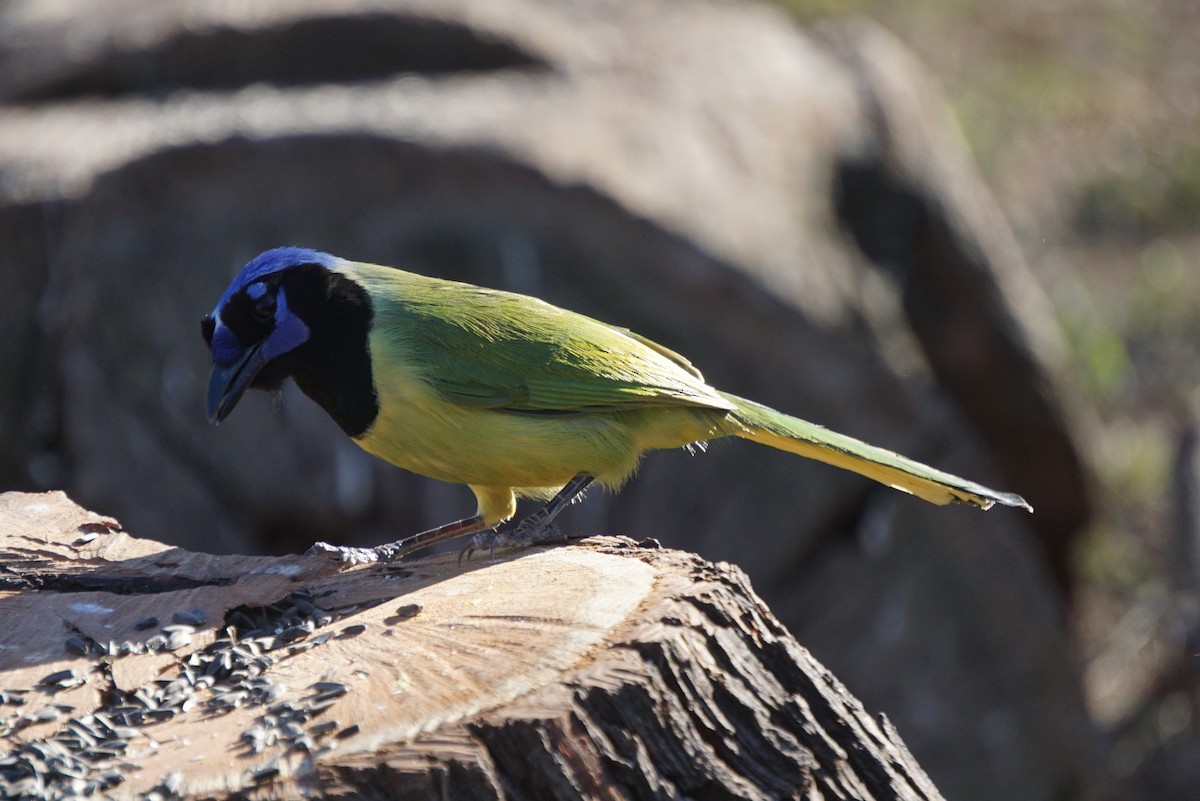 Green Jay - ML294480731