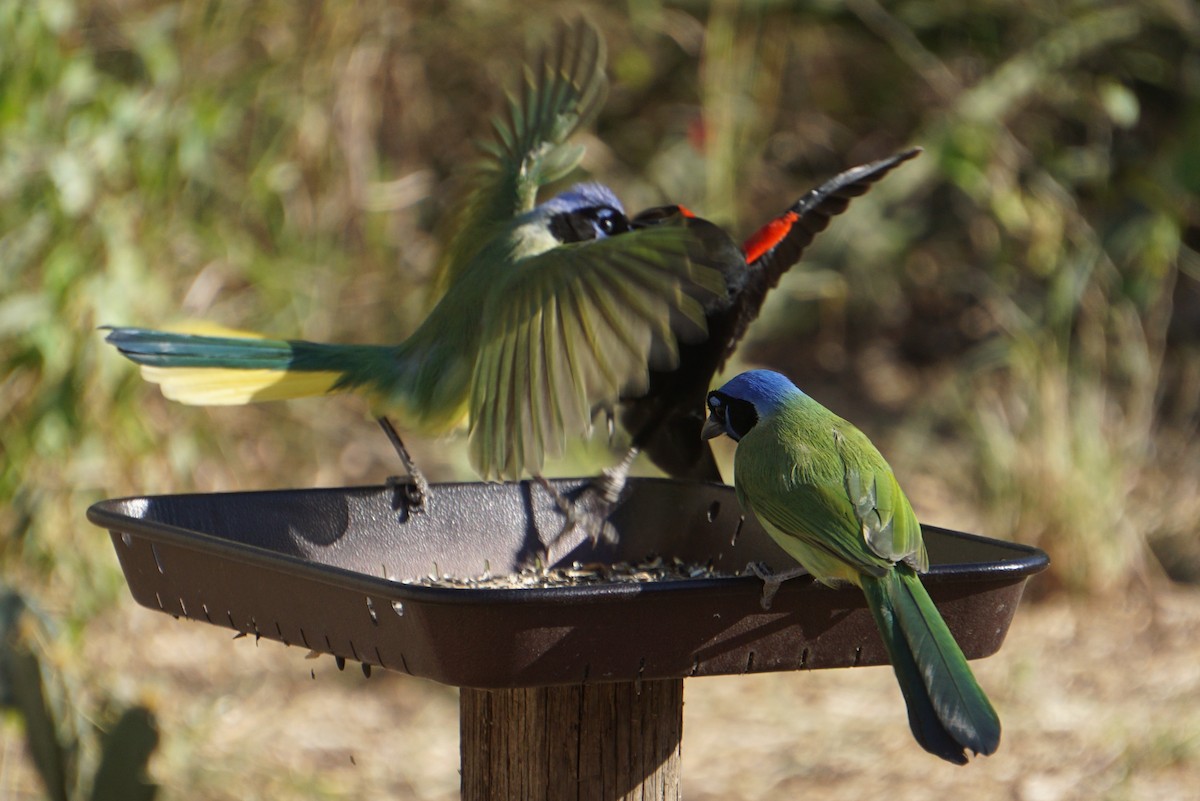 Green Jay - ML294480751