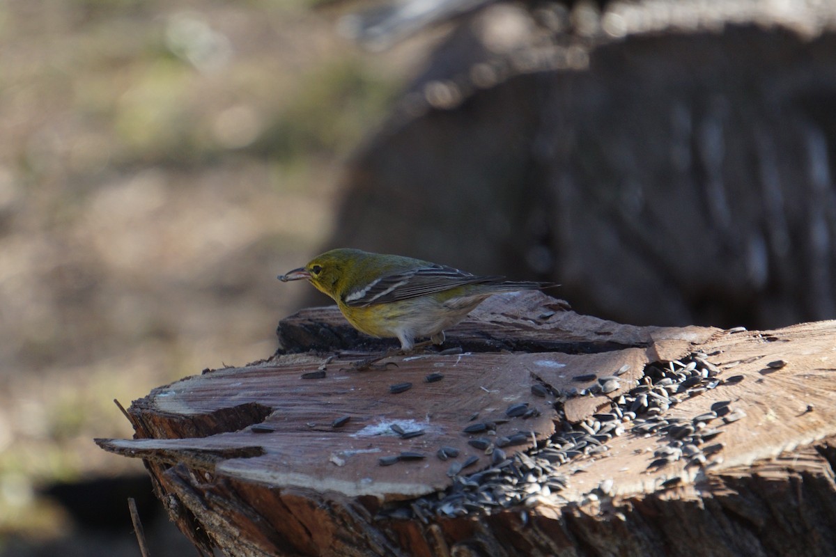 Pine Warbler - ML294480951