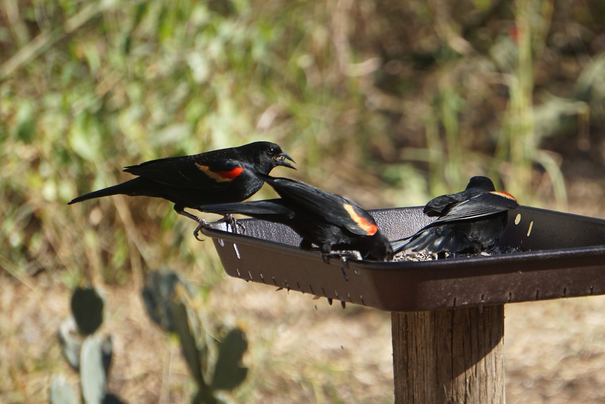Red-winged Blackbird - ML294481031
