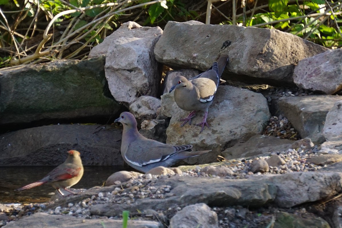 White-winged Dove - ML294481111