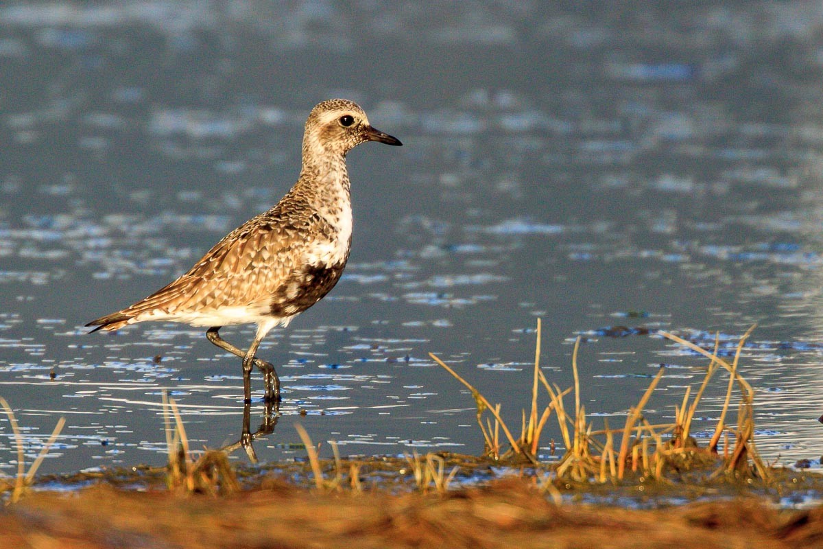 Black-bellied Plover - ML294481171