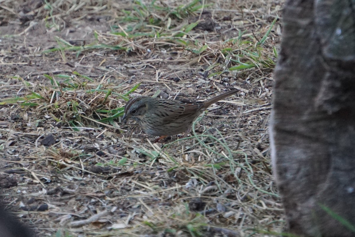 Lincoln's Sparrow - ML294481221