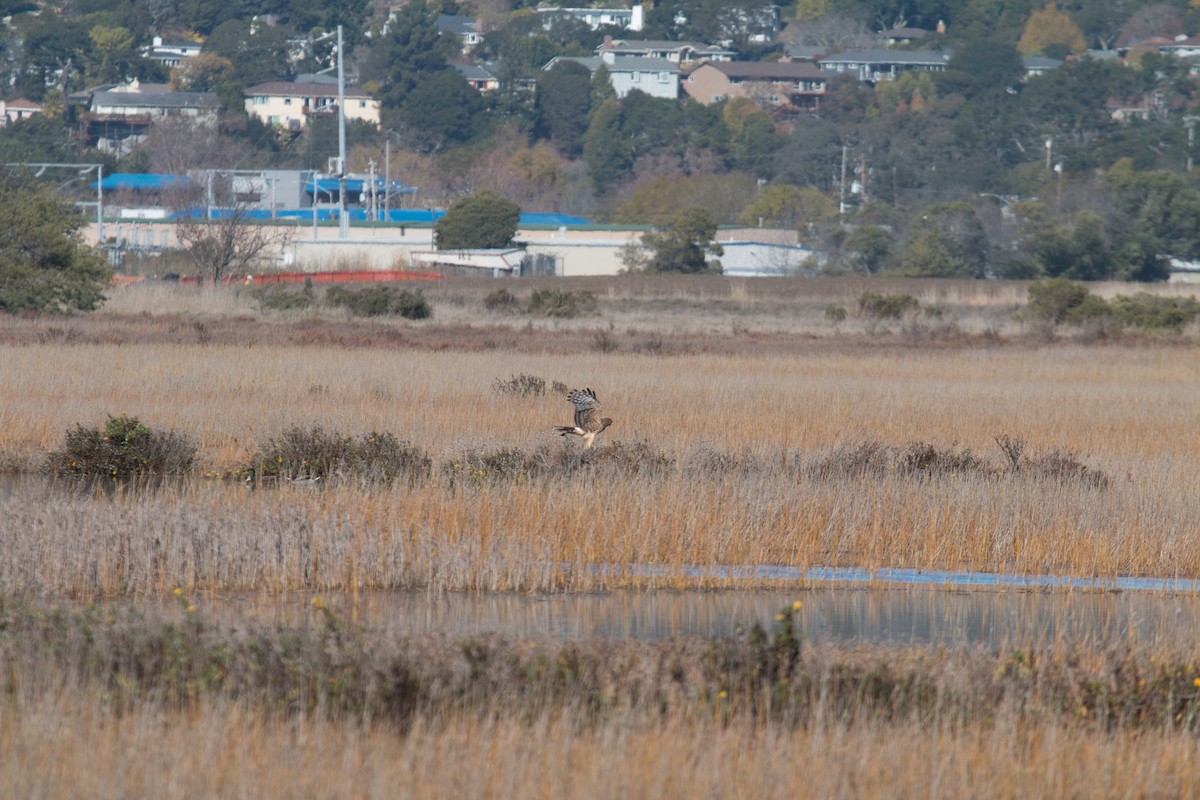 Northern Harrier - ML294481461