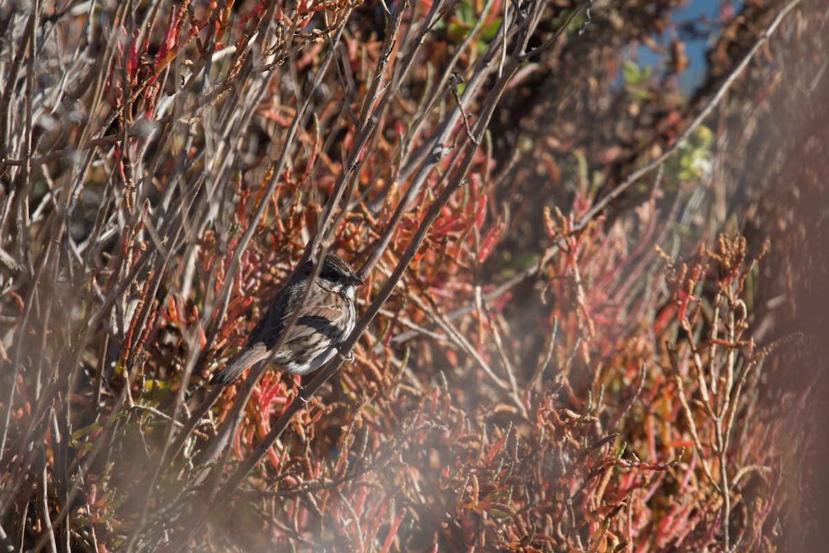 Song Sparrow - ML294481811