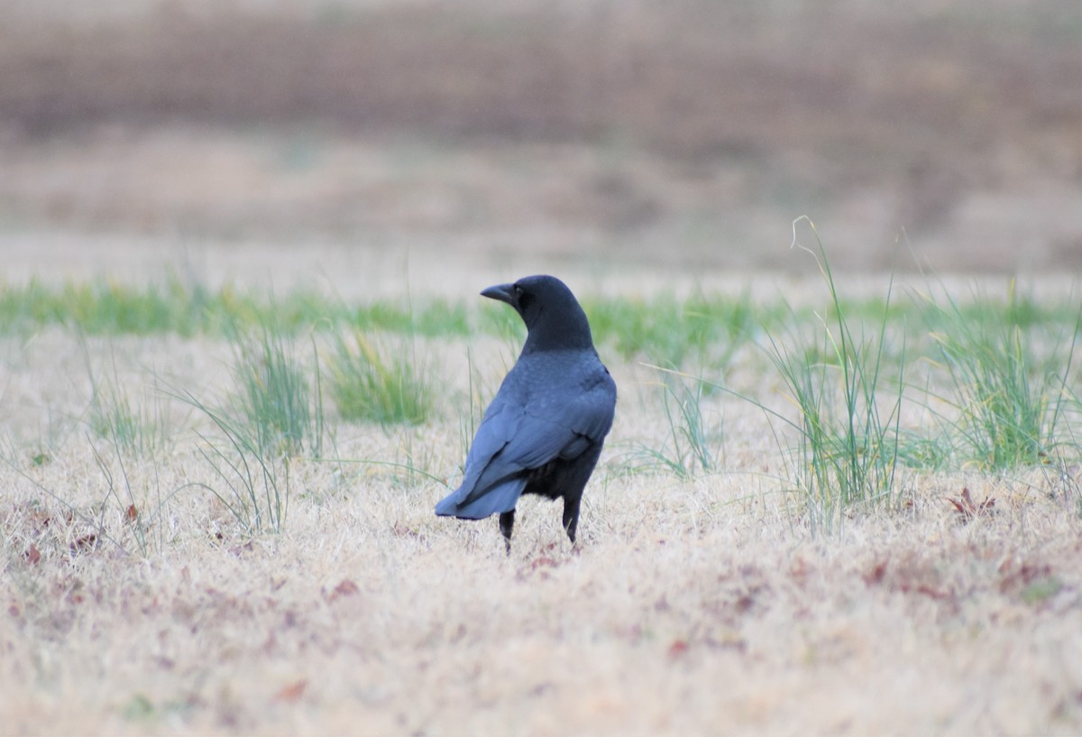 American Crow - ML294481871