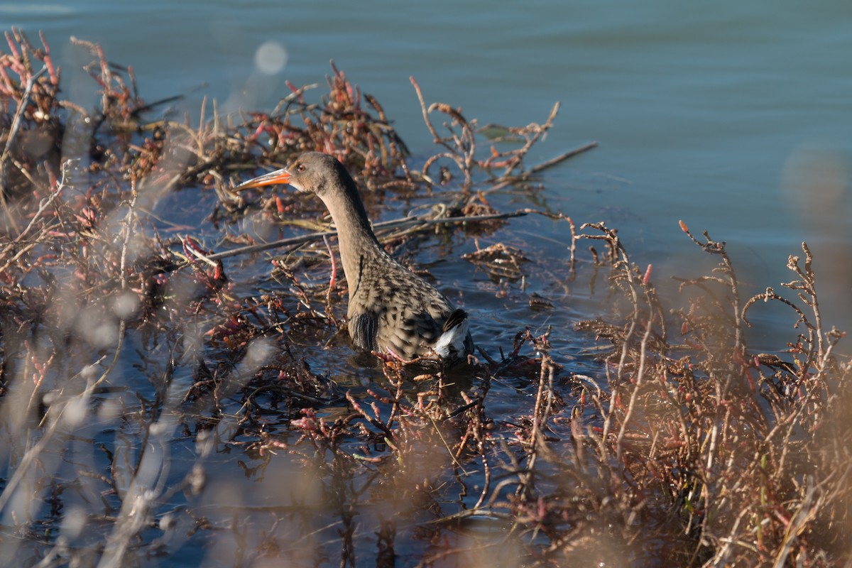 Ridgway's Rail - ML294482281