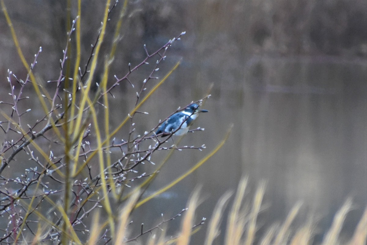 Belted Kingfisher - ML294482891