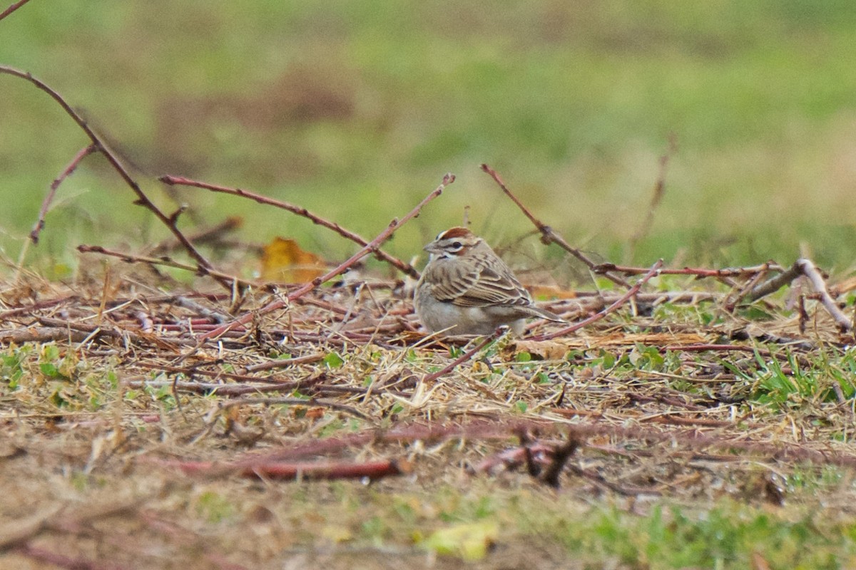 Lark Sparrow - ML294483901