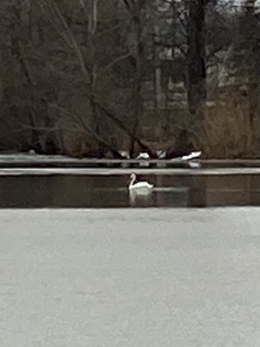 American White Pelican - ML294486511