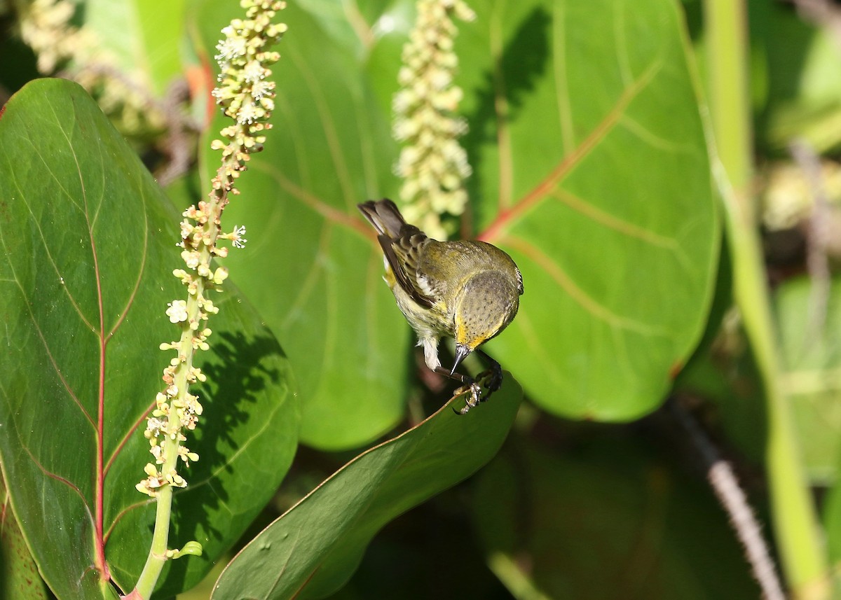 Cape May Warbler - Gary Chapin