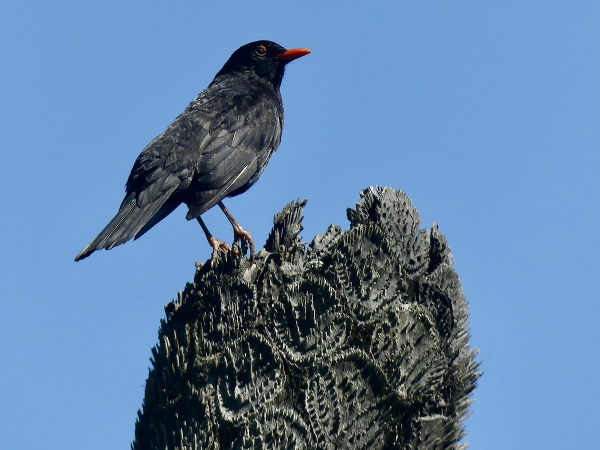 Eurasian Blackbird - ML294490521