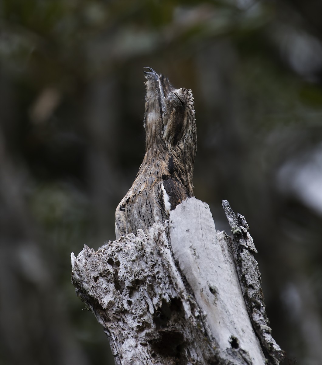 Common Potoo - ML294492411