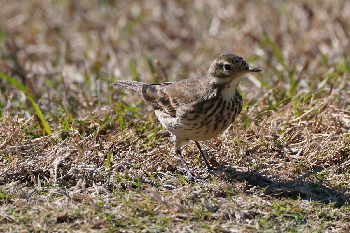 American Pipit - ML294493431