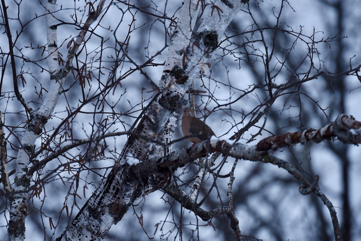 Mourning Dove - ML294495671