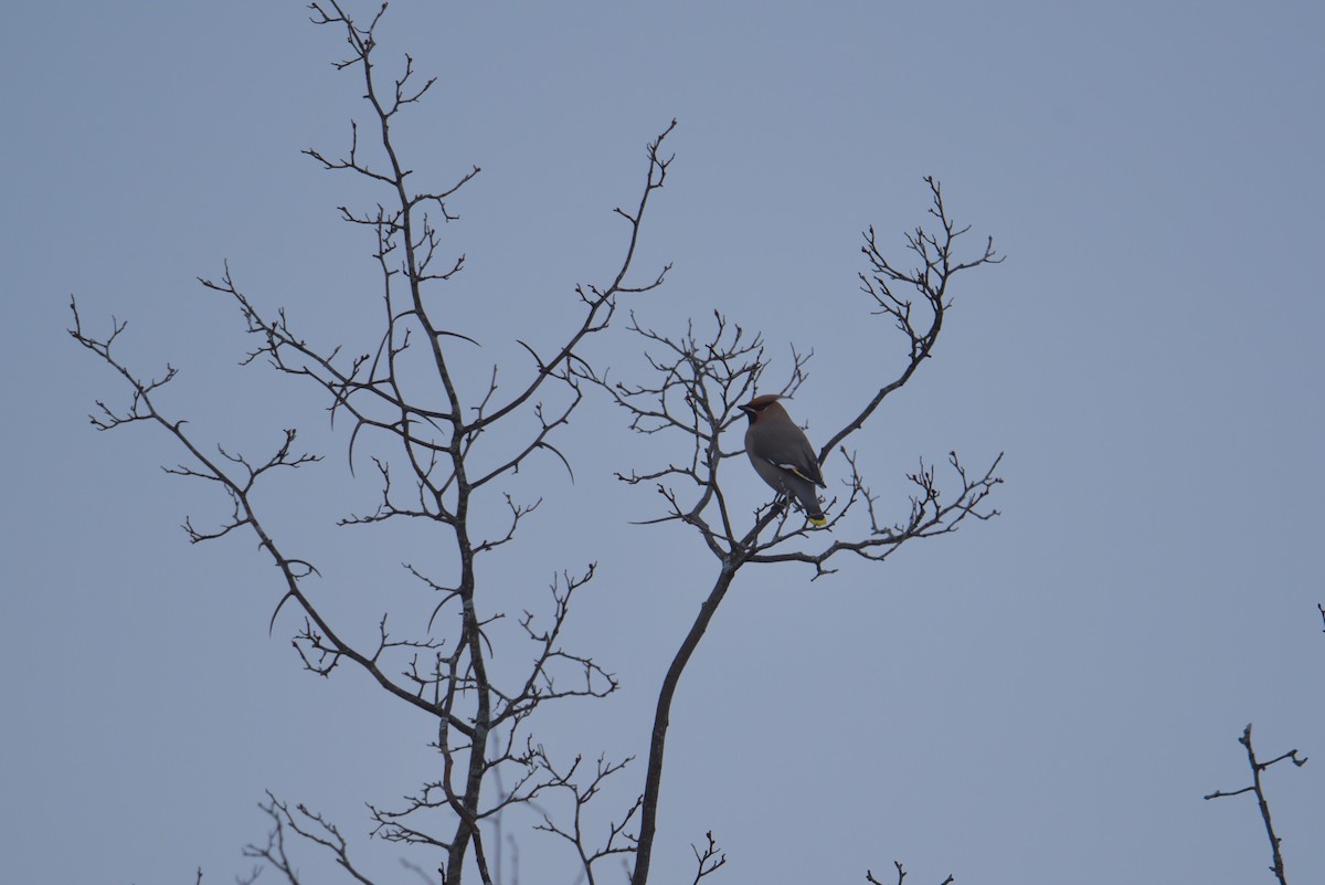 Bohemian Waxwing - ML294495761