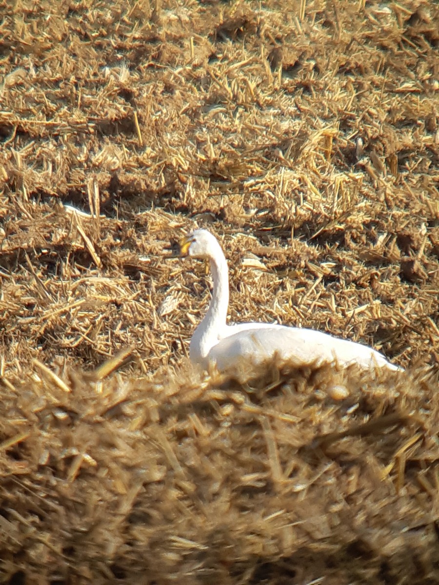 Tundra Swan (Bewick's) - Josep Crusafont