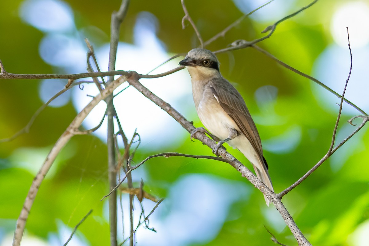 Large Woodshrike - Daniel Field