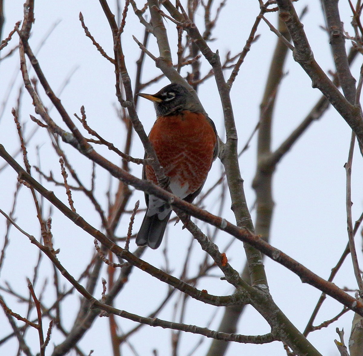 American Robin - ML294501991