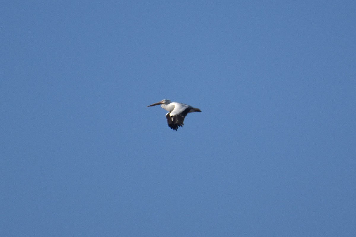 American White Pelican - Josh Smith