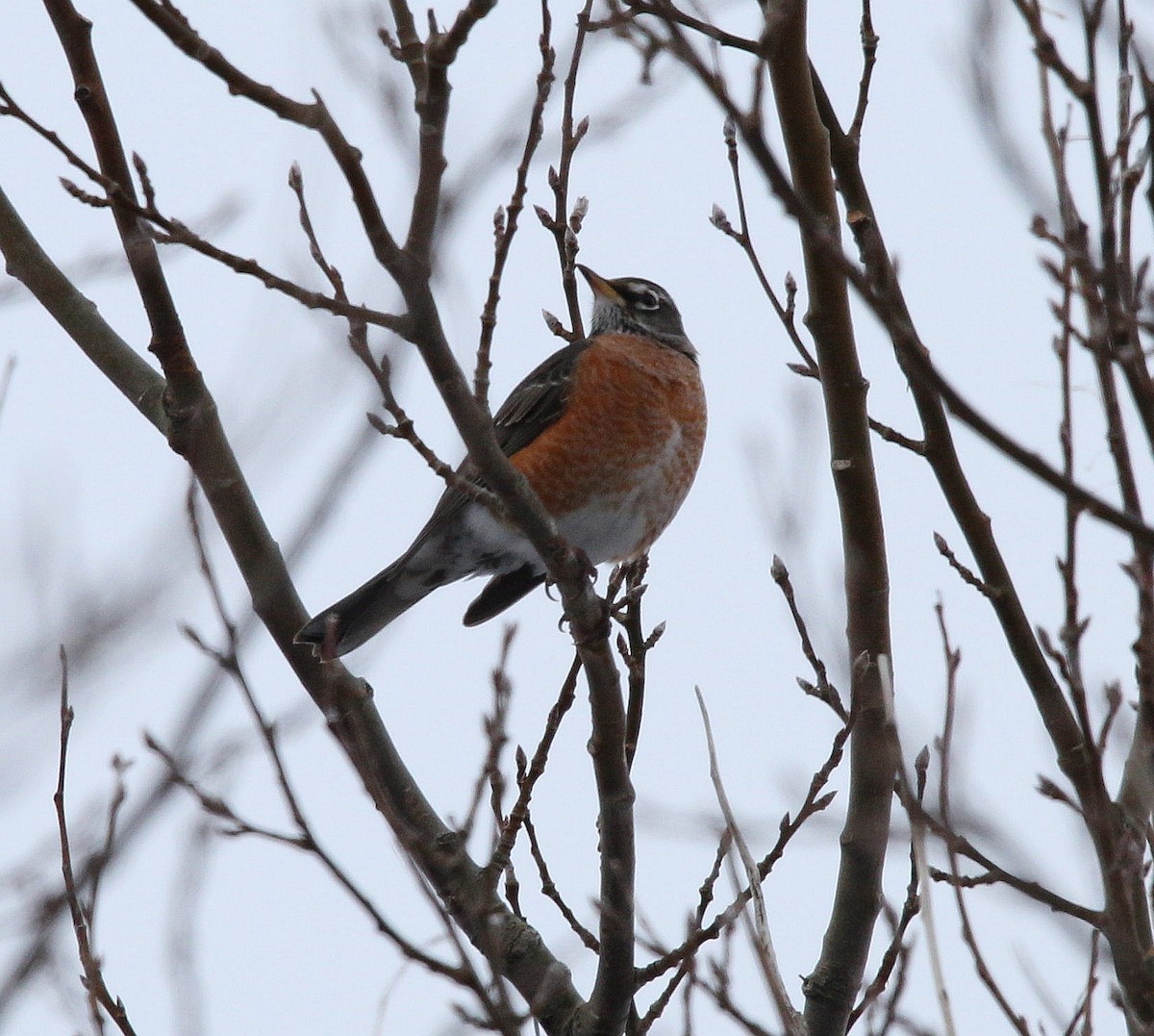 American Robin - ML294502961