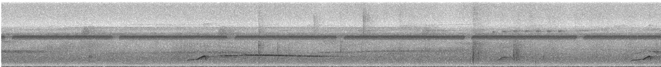Waved Woodpecker (Waved) - ML294503