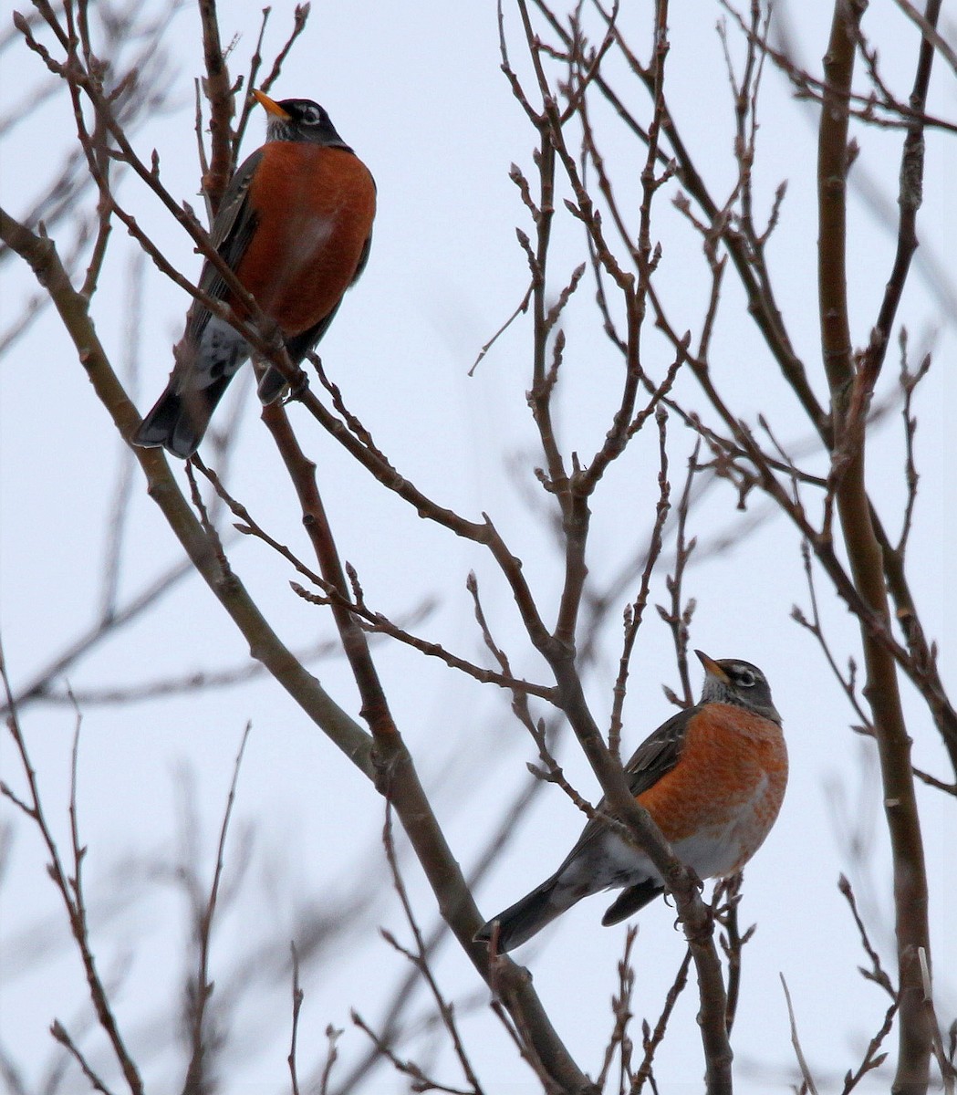 American Robin - ML294503421
