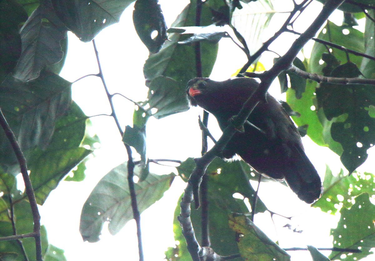 Bare-headed Laughingthrush - ML294503721