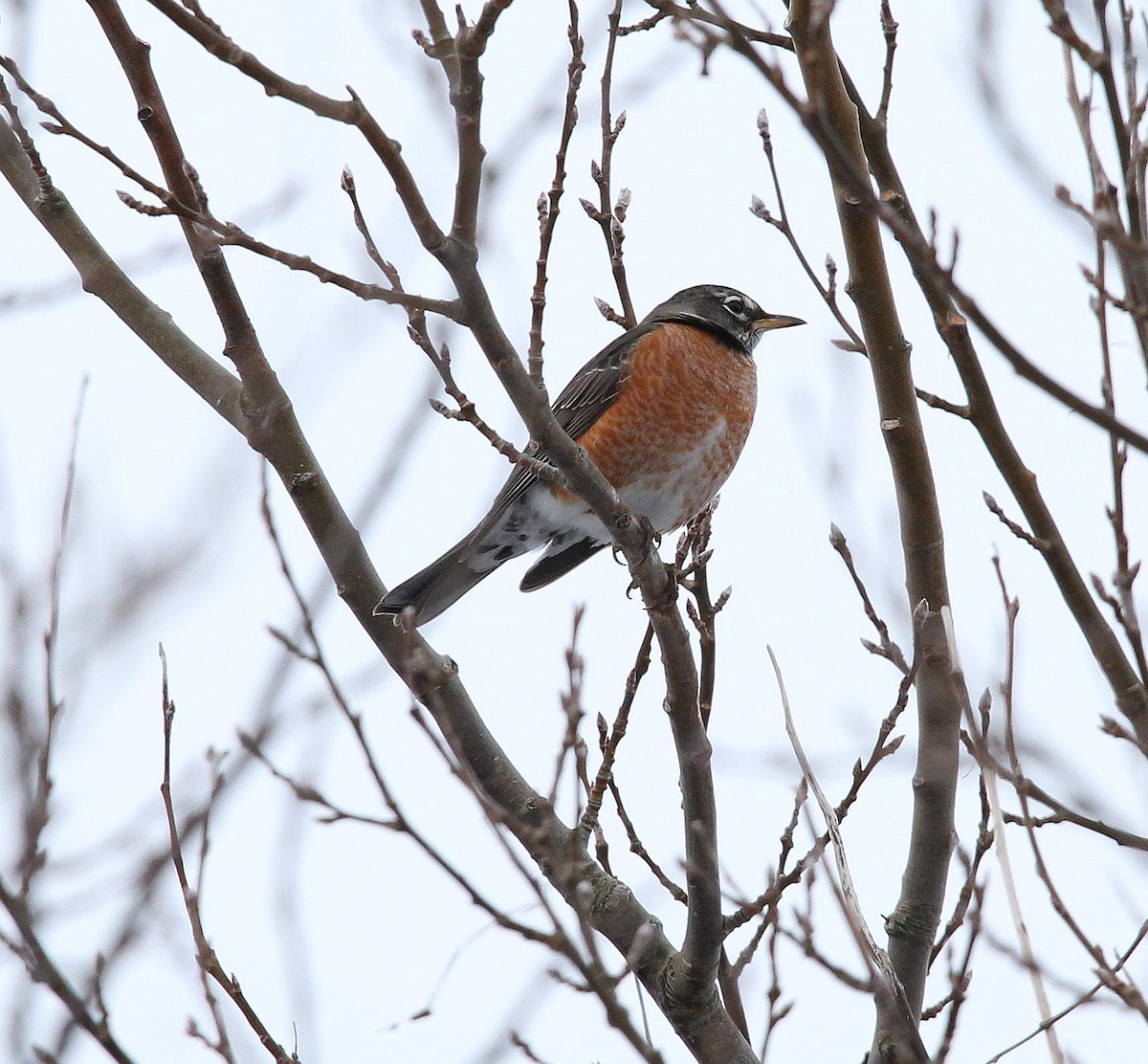 American Robin - ML294504511