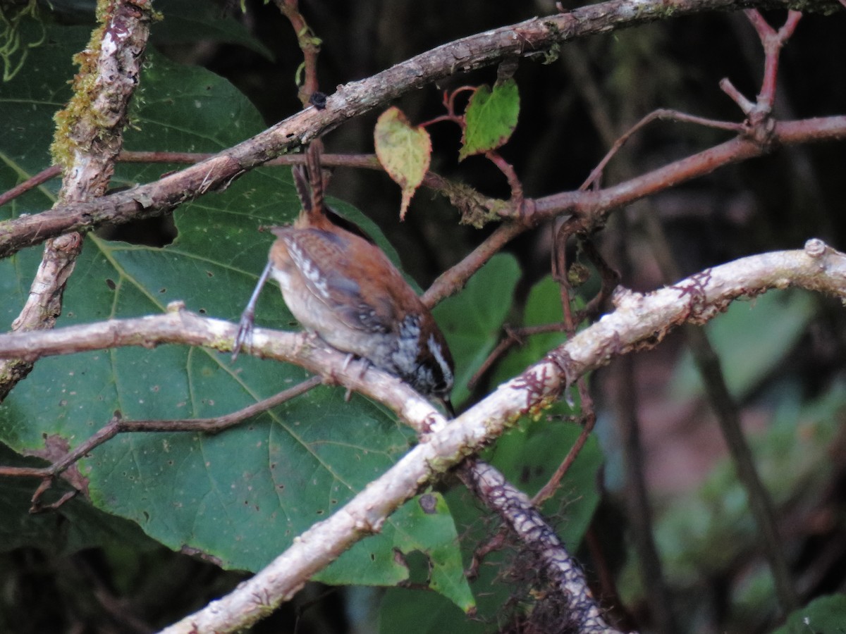 Timberline Wren - Juan Carlos Albero